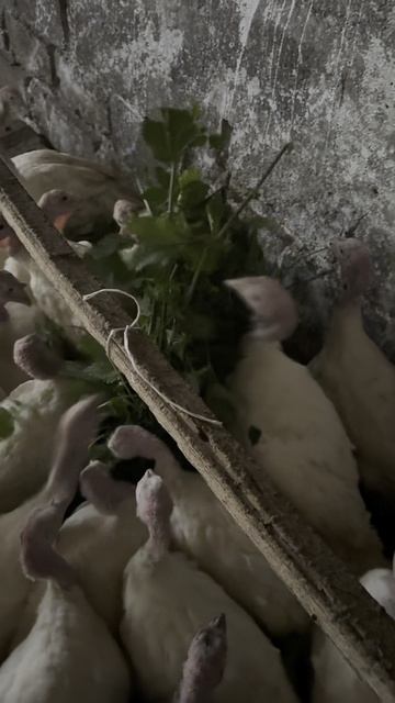 «Какую траву давать индюшатам» Телега: DanilaFermer #shorts #farm #обзор #farming #индюки #деревня