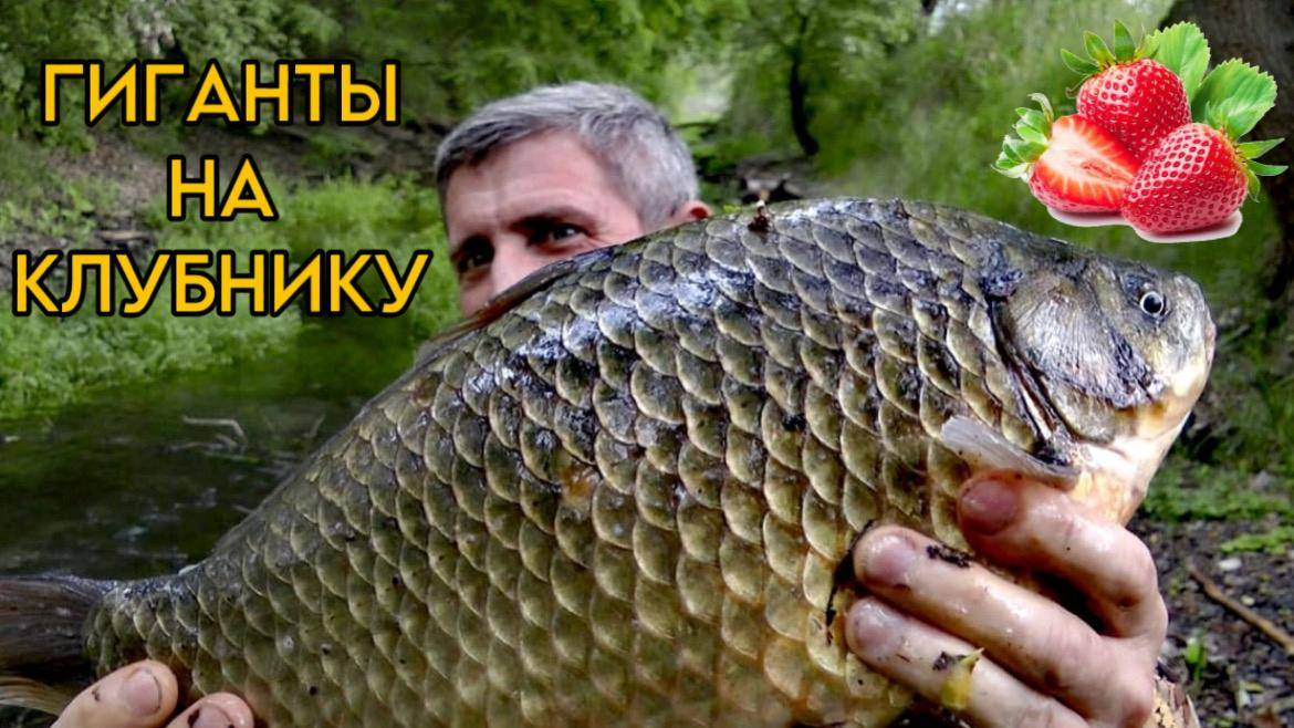 Как поймать ОГРОМНЫХ карасей на КЛУБНИКУ!!??
