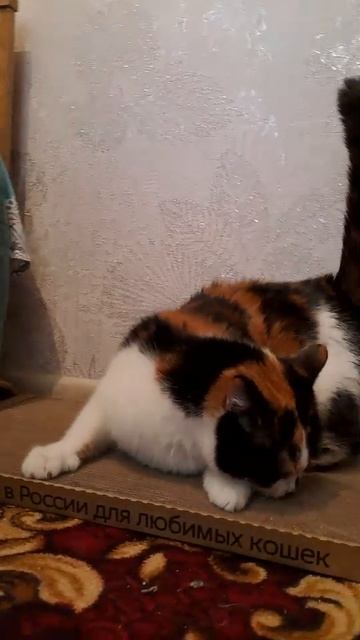 Кошка довольна когтеточкой Крафт❤️