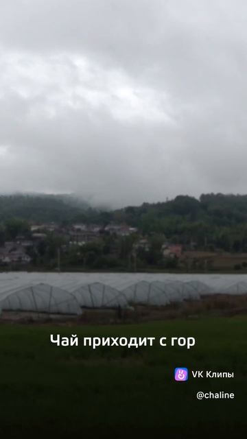 Чай без обмана и уловок
Только вкус, свежесть и честный путь — от сбора до вашей чашки #Shorts