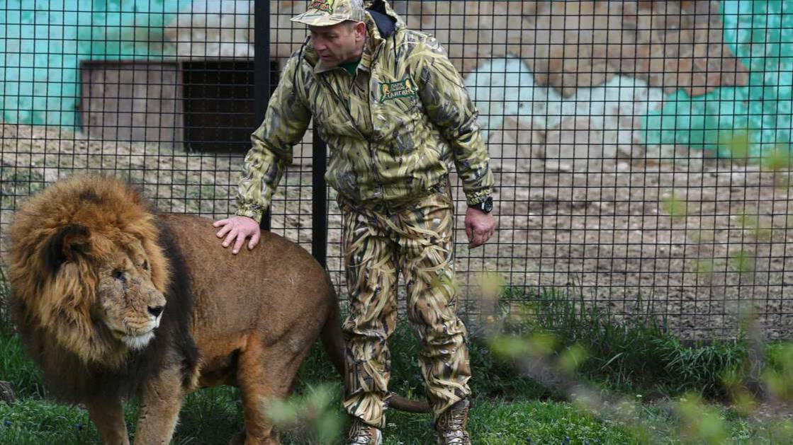 Зубкова прооперировали после нападения льва в "Тайгане"