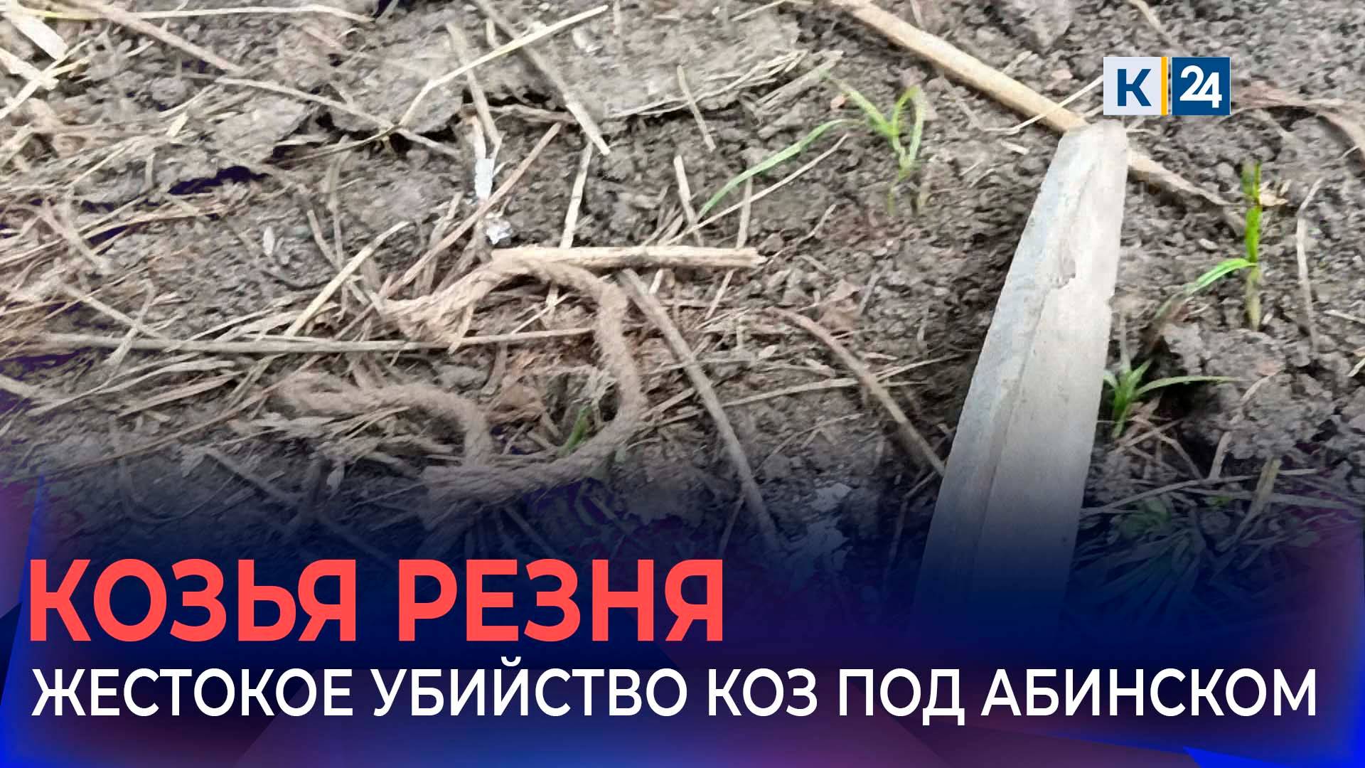 Шаманы опровергли версию ритуального убийства коз, найденных в поле на Кубани