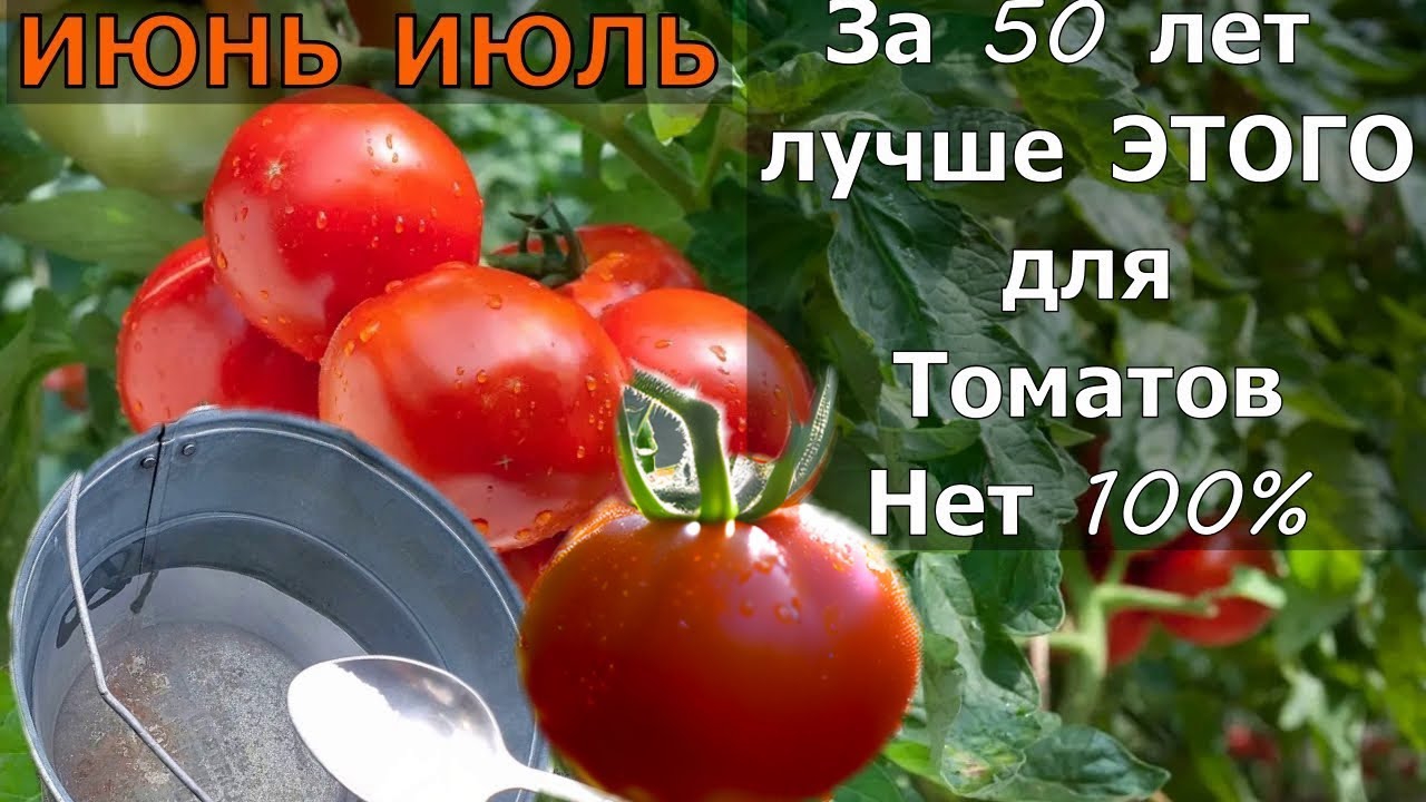 Секрет спасения томатов🍅 после засухи и дождя 🫧