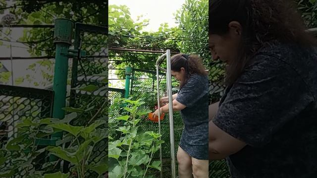 Собрала немного смородины 🫐