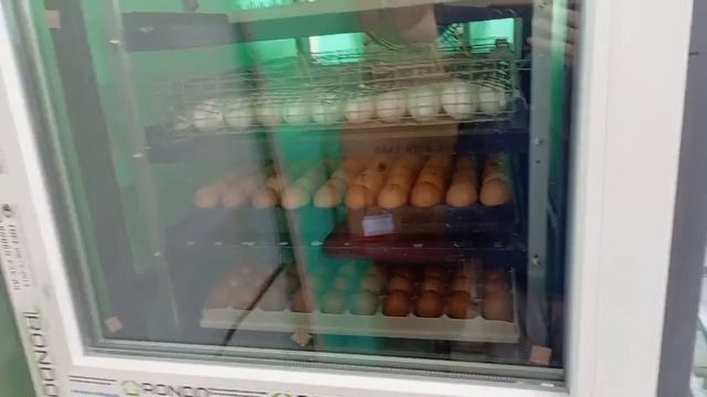 Взвешивание среднетяжелой индейки из Ставропольского яйца, грейд мейкер. Предлагаю индюшат Артисан
