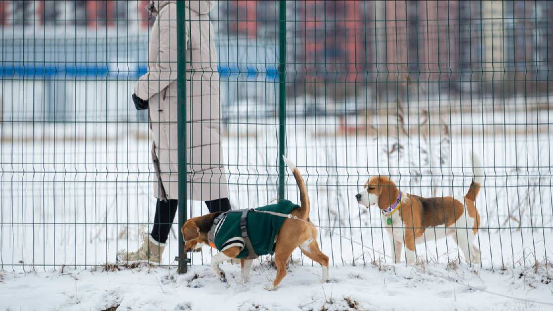 В России создали имплант, возвращающий собакам и кошкам способность ходить