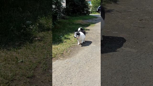 Небольшая прогулка с Нюхой #собака #прогулкассобакой #нюха