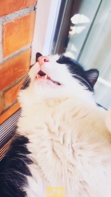 Доброе утро...✌️😸🍹