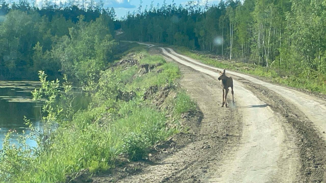 В Усть-Алданском районе Якутии заметили лосиху и двух ее детенышей
