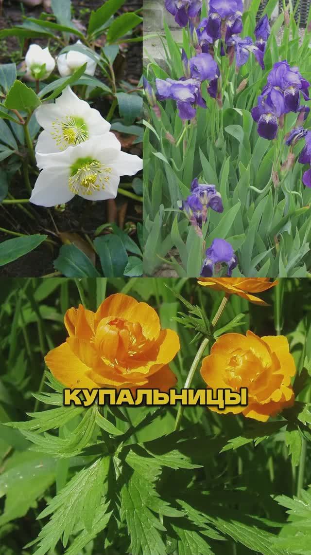Сделала Такой Цветник - Соседи ОБАЛДЕЛИ! 🤩🌼 (цветёт с марта по октябрь)