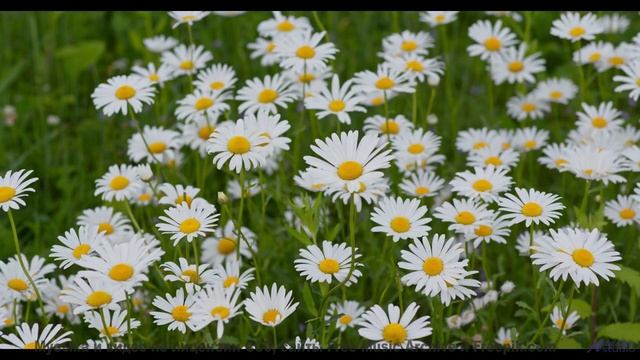 Вы не путешествовали, пока не услышали этот саундтрек! - summertime blues -- yumenoma -- Unnamed alb