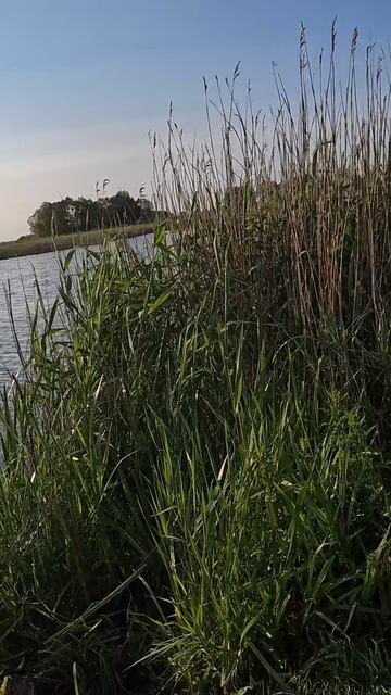 КАРАСЬ НА ЗОРЬКЕ #fishing #рыбалка #карась #длядуши