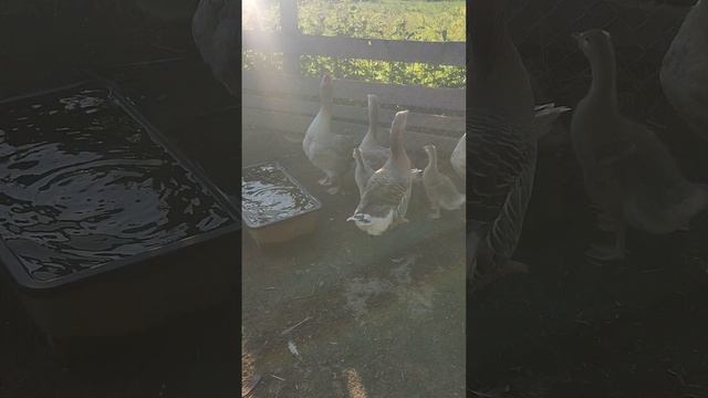 Вечер в деревне🏡 Сделал приятное для гусей 🪿 и их свистков 🤠
