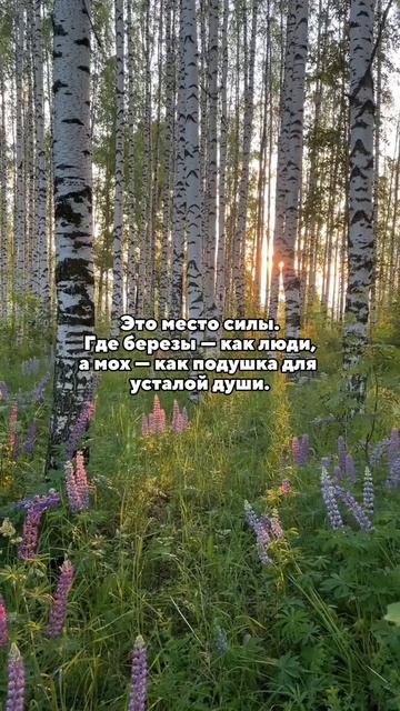Русский лес - не просто природа, а место силы 🏞️