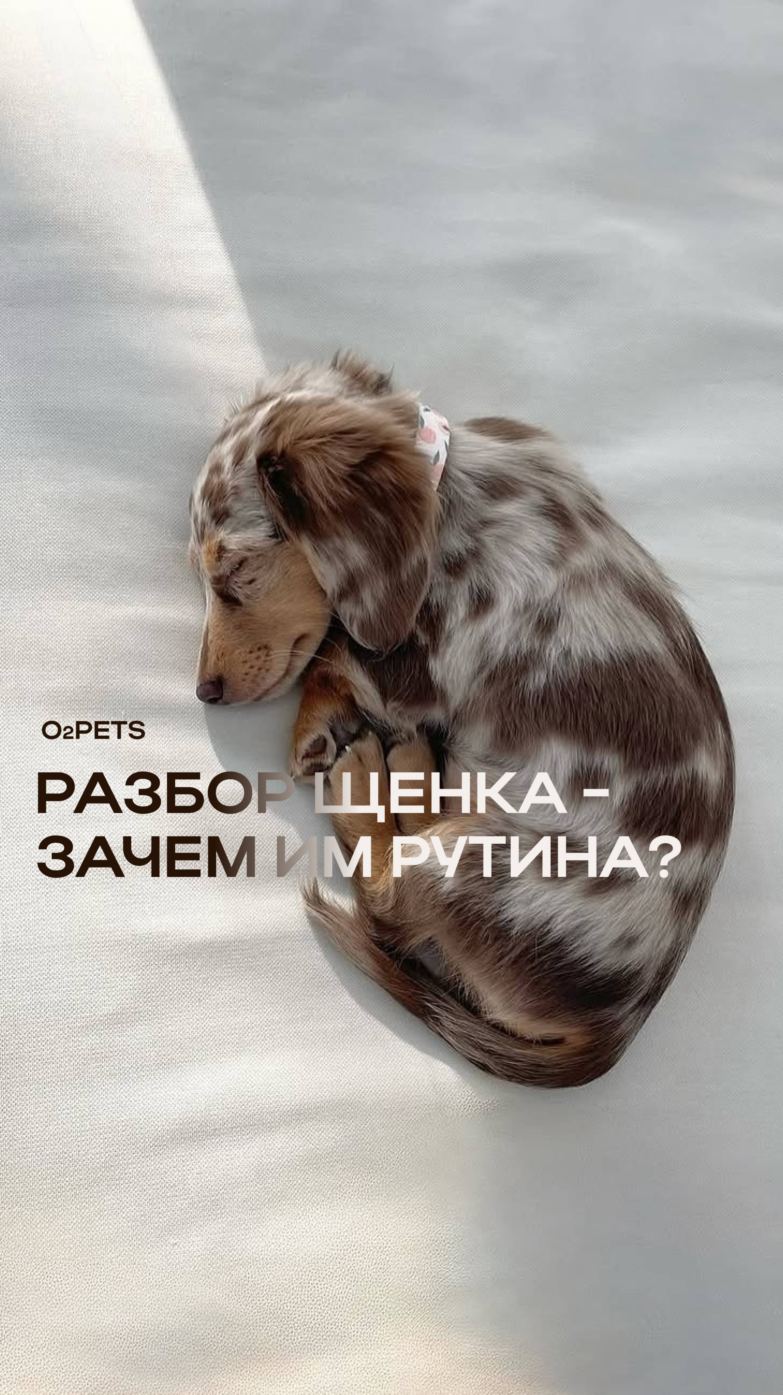 Разбор щенка – зачем им рутина?