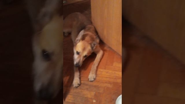 Маус что-то видимо спрятал за щеками