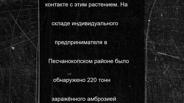 На Дону обнаружили крупную партию заражённого амброзией подсолнечника