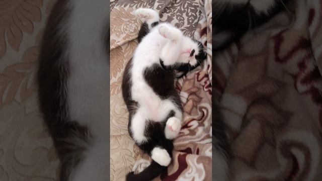 Кот храпит