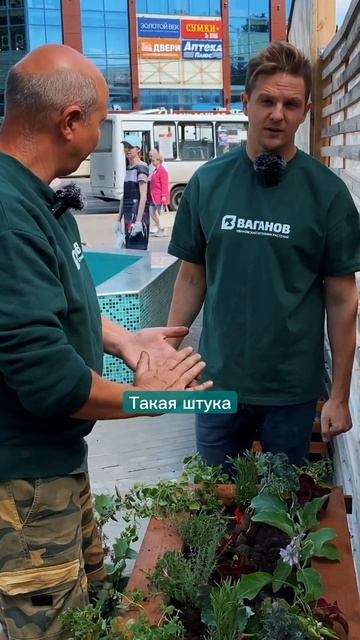 Посадили декоративную капусту и баклажаны вместо петунии в кашпо  #кашпо #ампельнаяпетуния #вазон
