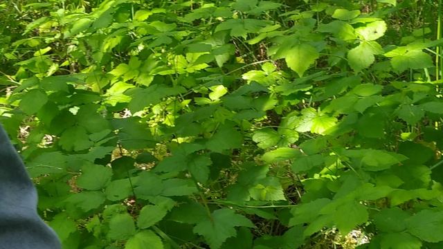 VID_20250623_132828.mp4