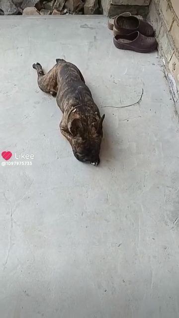 1000006527.mp4