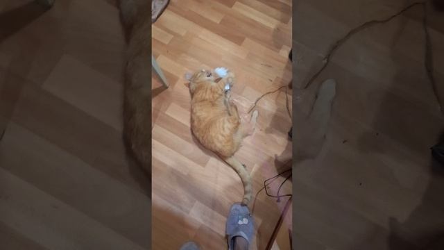 кот играет🐈
мягкий котик 🥰