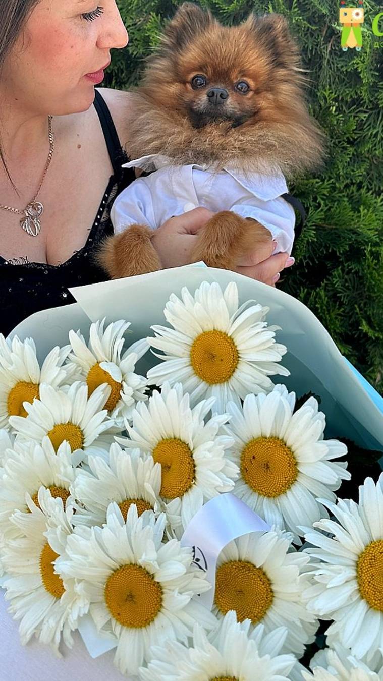 Доставка цветов|Цветы|Cyber Flora® | Кибер Флора® - Борзик и букет ромашек