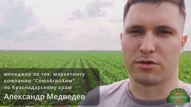 Корнкордия, МД; Мезокорн,КС; Корникос, МД и Аминка Фло, КЭ в посевах кукурузы