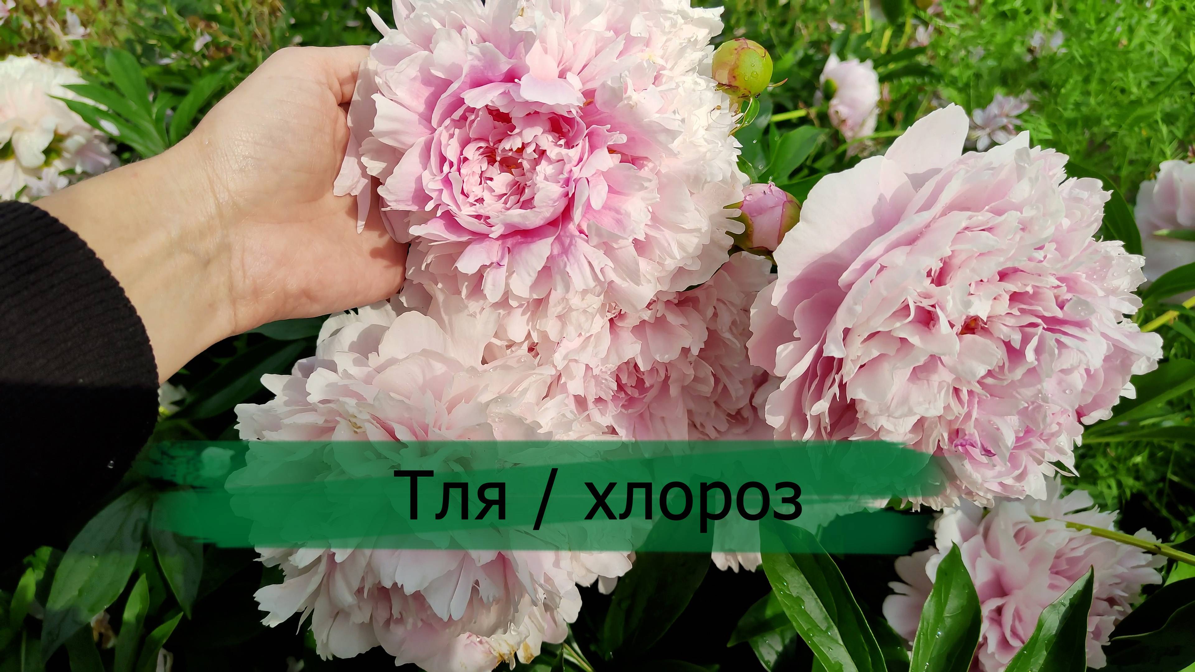 Дневник 22.06.2025.