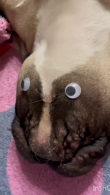Красивый же? #frenchies #pets #французскийбульдог#бульдоги#funny