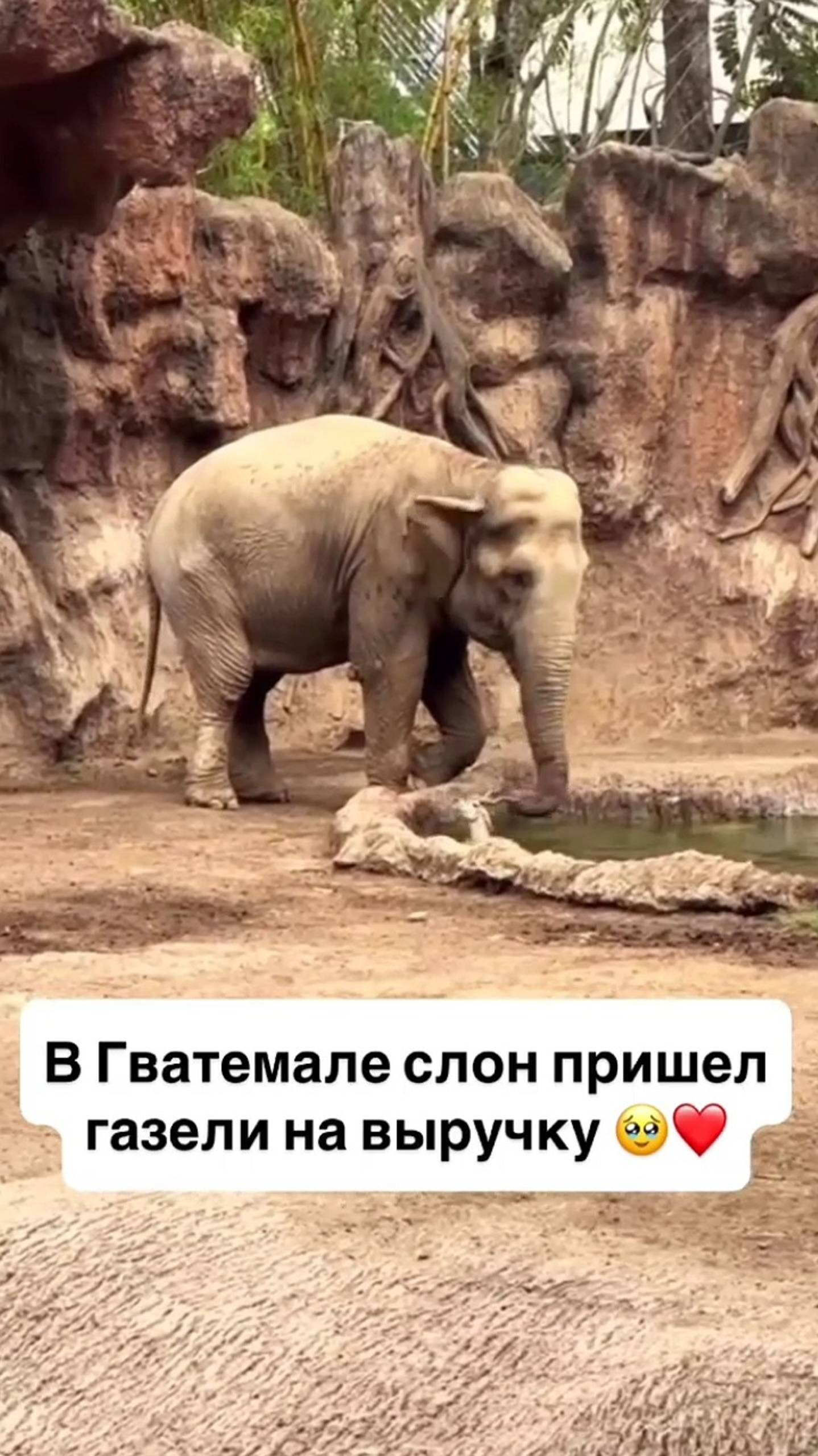 Слон помог Газели 👍