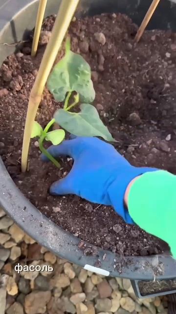 Так можно делать с любыми плетистыми растениями🌱