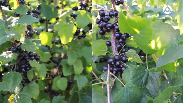 Сезонные продукты: что есть летом
