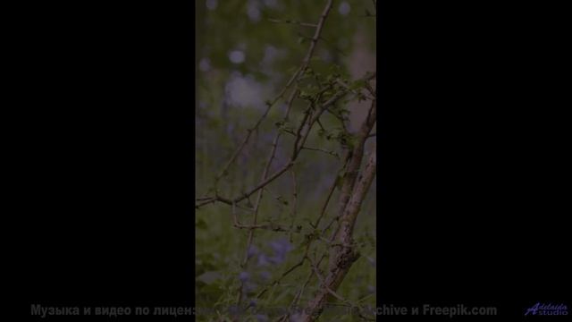 Это видео изменит ваш день! - 05 Avecitos ft. Shira Netanya, Avi Burg - Master -- Scott Nice -- One