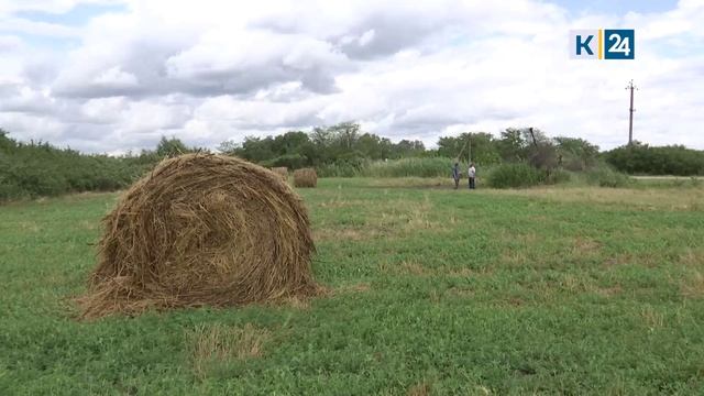 Шаманы опровергли версию ритуального убийства коз, найденных в поле на Кубани