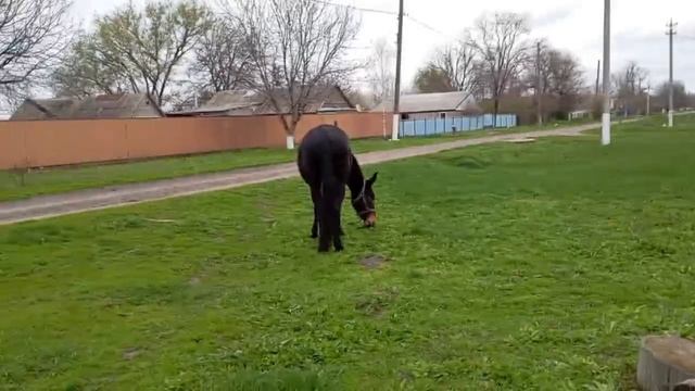 Зайчик пасется на молодой травке
