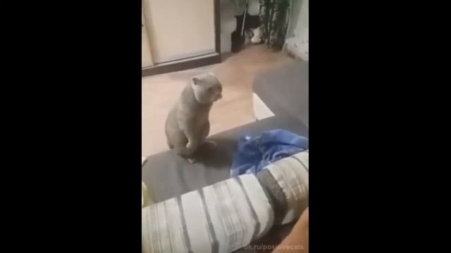 Кот и мужик выясняют: чей диван?