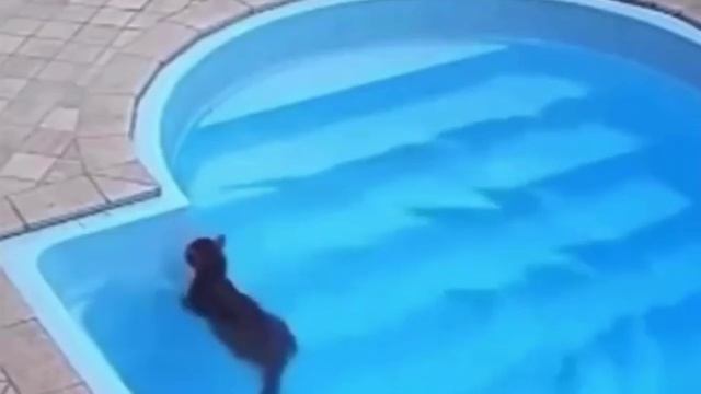 Котик научился плавать