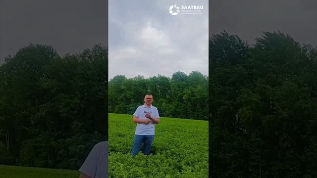 Мониторинг посевов люцерны синей ВЛАСТА в Брянской области