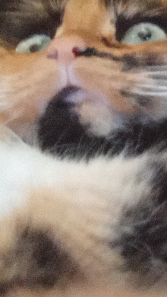 Моя кошка 😺