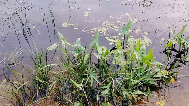 Вечерняя прогулка 22 июня