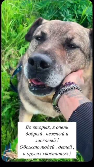 Мишаня в поисках дома🏡🐶💕