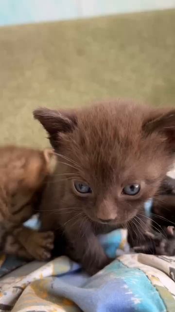 Пополнение штата ✅ #коты #котики #пристрой #ищудом