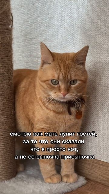 Мать, своего ребенка в обиду не даст 💪
