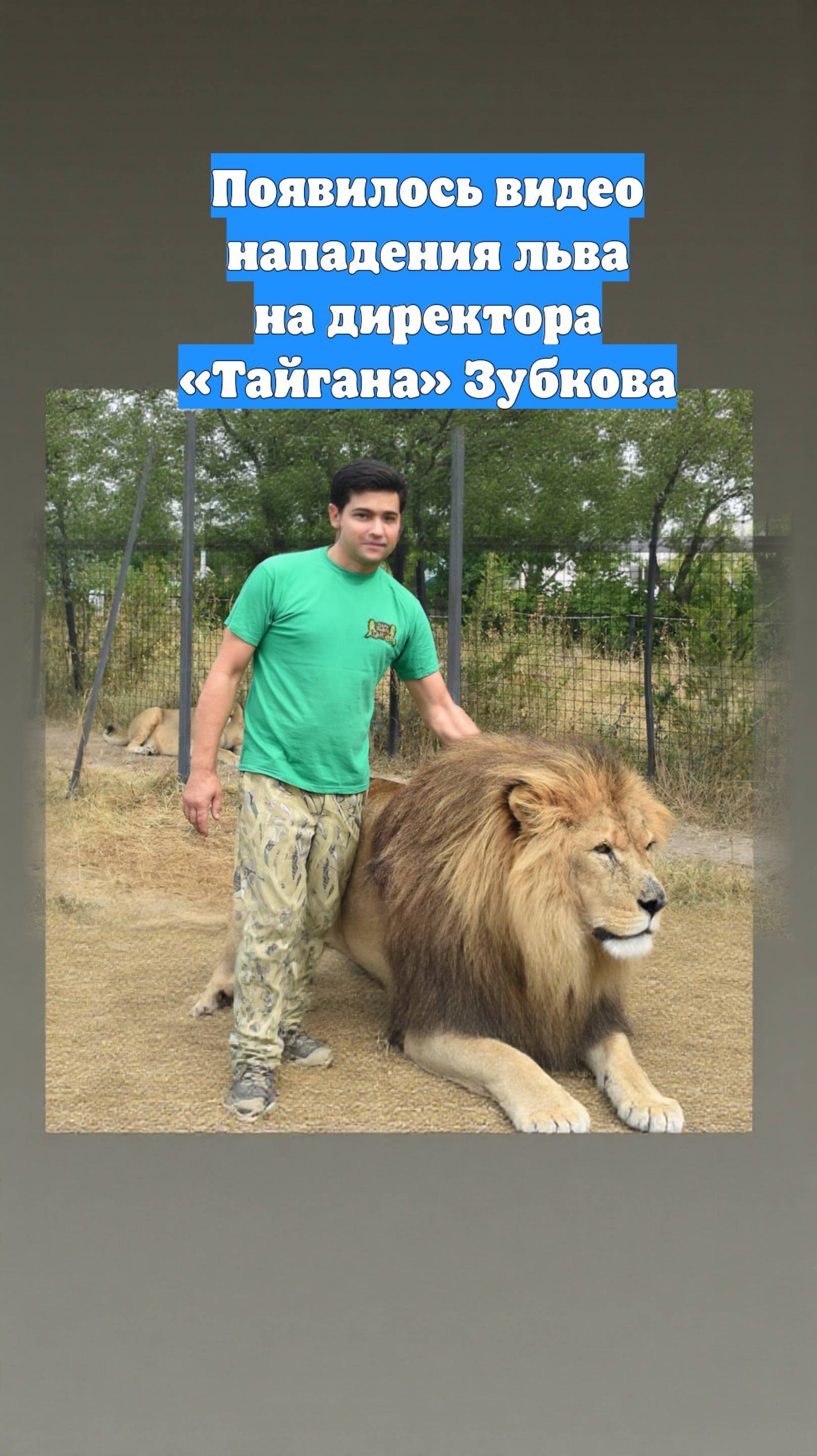 Появилось видео нападения льва на директора «Тайгана» Зубкова