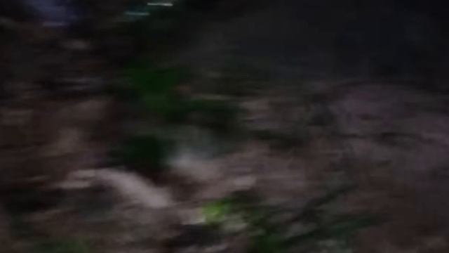 настоящий опыт в лесу, пожалуйста