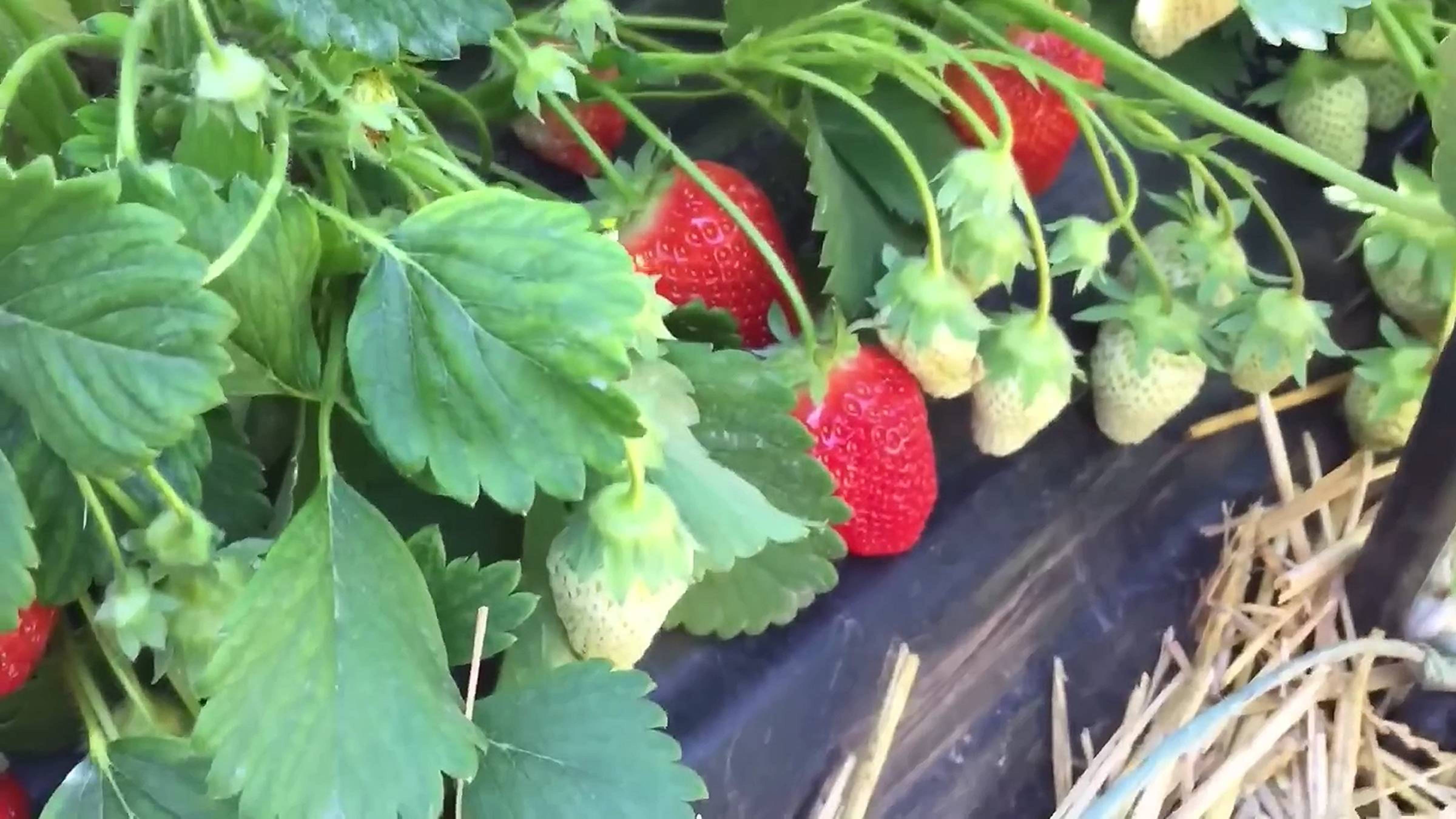🍓 ПОДКОРМКА КЛУБНИКИ ВО ВРЕМЯ ПЛОДОНОШЕНИЯ: Секреты крупных и сладких ягод