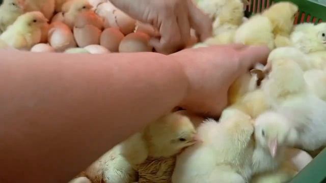 ПЕРВЫЕ ЦЫПЛЯТА В ЭТОМ ГОДУ. инкубационный сезон открыт
