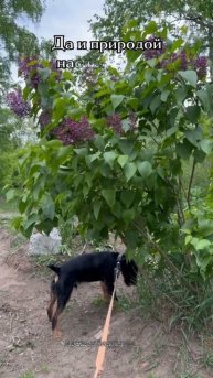 Жорик в добрые руки