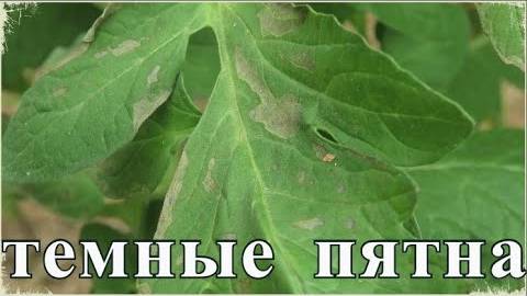 Тёмные пятна на листьях томата — чем лечить и как спасти урожай?